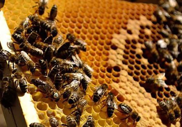物联网智能养蜂系统